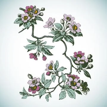 Cherry branches with flowers, sakura vector illustration Stock Illustration