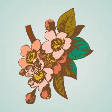 Cherry branches with flowers, sakura vector illustration Stock Illustration