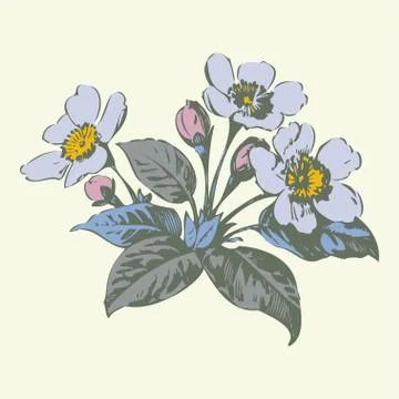 Cherry branches with flowers, sakura vector illustration Stock Illustration