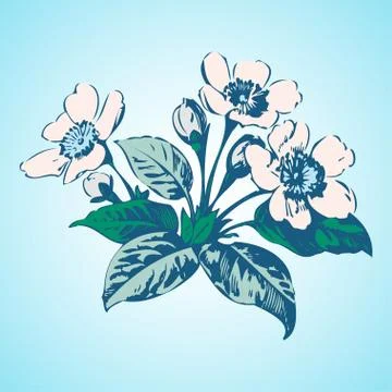 Cherry branches with flowers, sakura vector illustration Stock Illustration