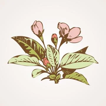Cherry branches with flowers, sakura vector illustration Stock Illustration