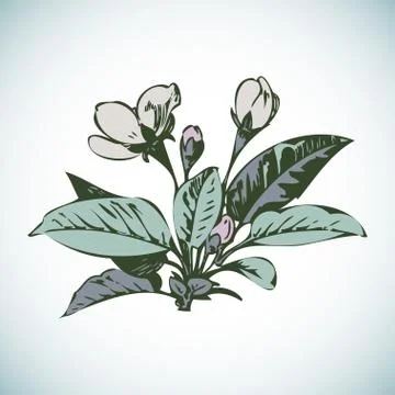 Cherry branches with flowers, sakura vector illustration Stock Illustration