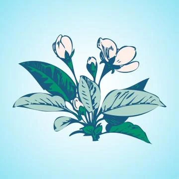 Cherry branches with flowers, sakura vector illustration Stock Illustration