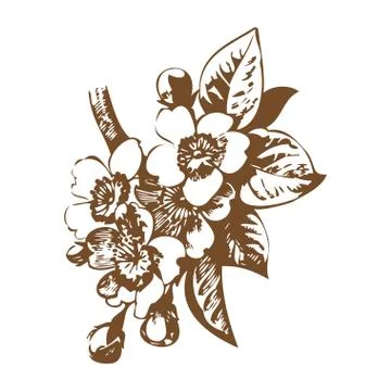 Cherry branches with flowers, sakura vector illustration Stock Illustration