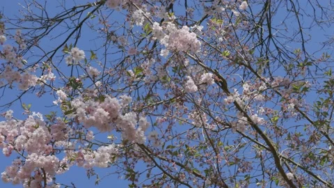 Cherry branches with flowers in spring bloom on blue sky background Видео 150887108