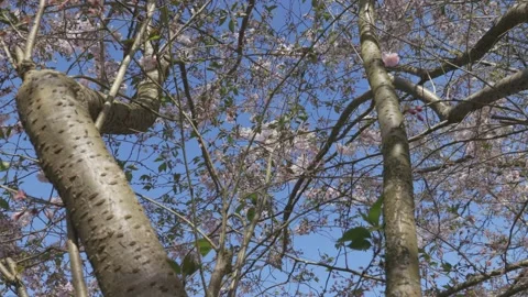 Cherry branches with flowers in spring bloom on blue sky background Видео 150905582