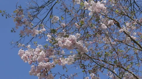 Cherry branches with flowers in spring bloom Stock Footage 150905596