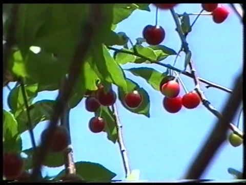 Cherry Branches Stock Footage 340541769