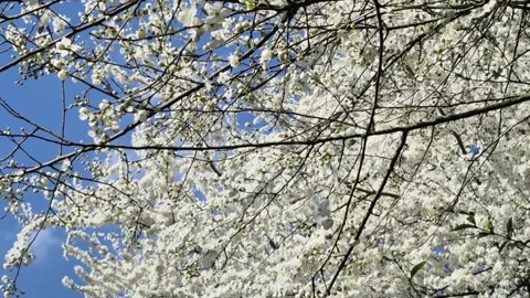 Cherry branches with fresh white cherry blossoms in full bloom against a blue Stock Footage 309037106