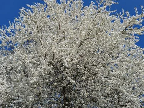 Cherry branches with fresh white cherry blossoms in full bloom against a bl.. Stock Photos