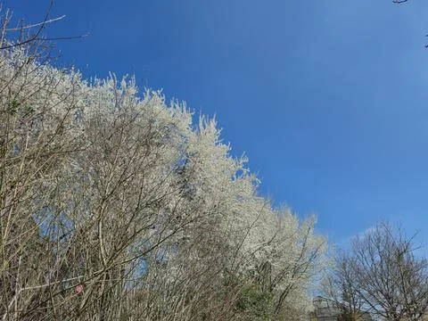 Cherry branches with fresh white cherry blossoms in full bloom against a bl.. Stock Photos