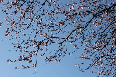 Cherry branches full of cherry blossoms Stock Photos