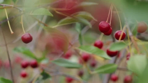 Cherry on branches in the garden Stock Footage 167328986