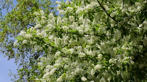 Cherry branches with inflorescences and birches against blue sky Stock Footage 89096066