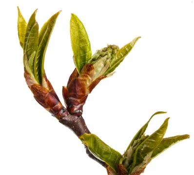 Cherry branches with leaves Stock Photos