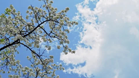 Cherry branches with many small white flowers on a background of blue sky Stock Footage 309123025