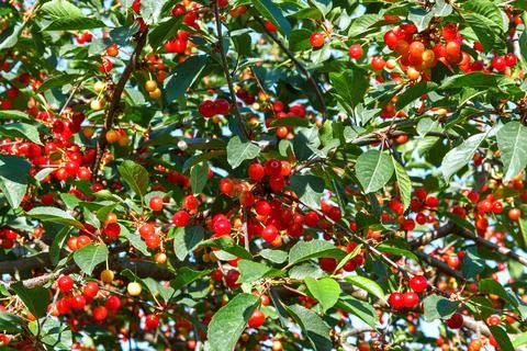 Cherry branches Stock Photos