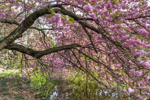 Cherry Branches Reflected Stock Photos