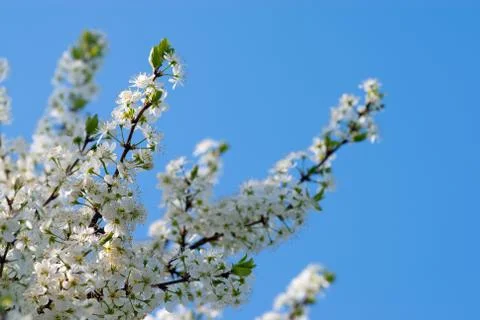 Cherry branches with spring flowers Stock Photos