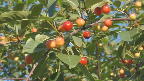 Cherry branches swaying in the wind. Stock Footage 137085039