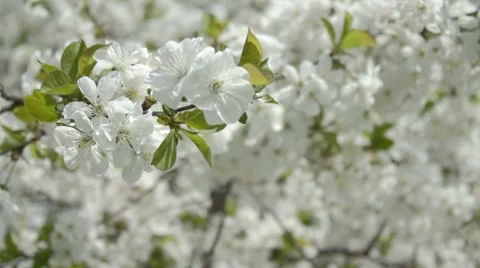 Cherry branches in white blossom on wind Stock-Footage 7740777