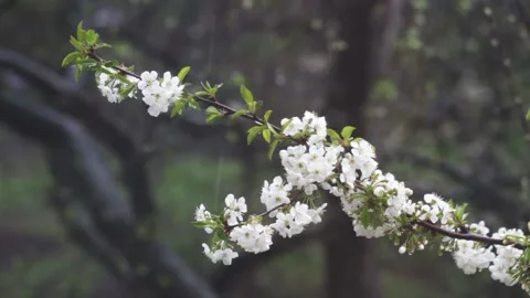 Cherry branches with white flowers grow under wet snowfall Stock Footage 135371768