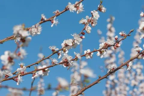 Cherry branches with white flowers Foto stock