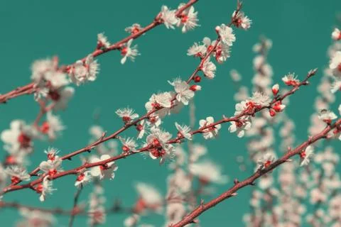 Cherry branches with white flowers Foto stock