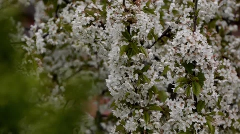 Cherry branches with white flowers in the wind 8 Video stock 58286639