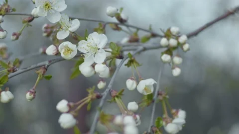 Cherry brunches close up Stock Footage 130293687