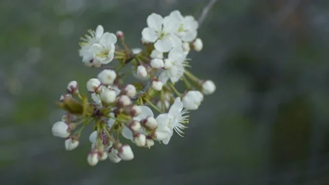 Cherry brunches close up Stock Footage 130294697