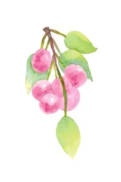 Cherry. Brush with cherry berries isolated on white background. Stock Illustration