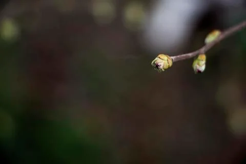 Cherry bud background Stock Photos