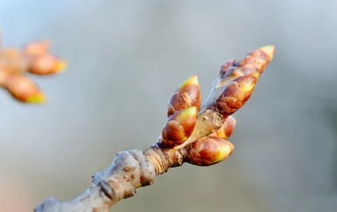 Cherry bud Fotos Stock