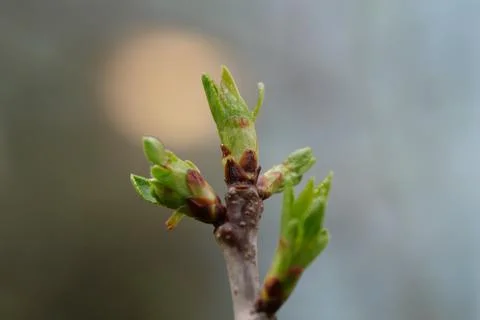 Cherry Bud Foto stock