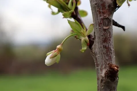 Cherry bud in the spring, spring Stock Photos