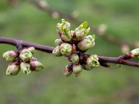 Cherry buds bloom. Blurred background. Stock Photos