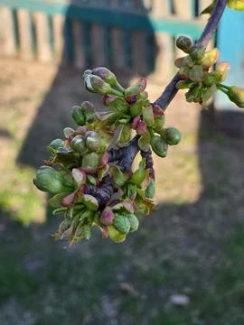 Cherry buds on branch in early spring close up Stock Photos