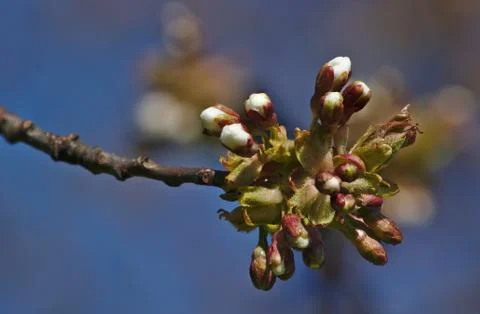 Cherry buds in early spring before bloom on singe branch close up Foto stock