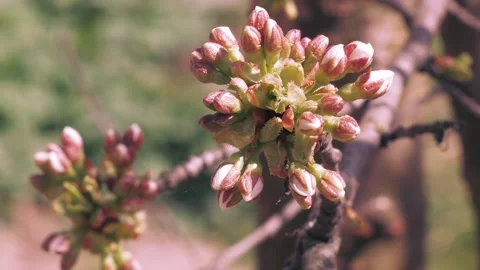 Cherry buds before flowering in April Stock-Footage 140690099