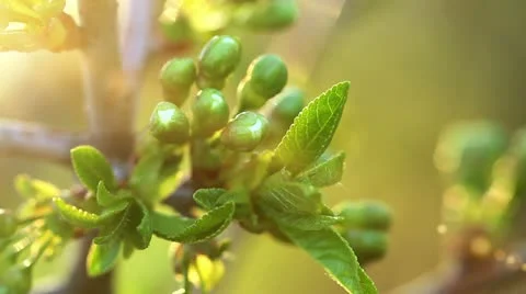 Cherry buds Stock Footage 10896054
