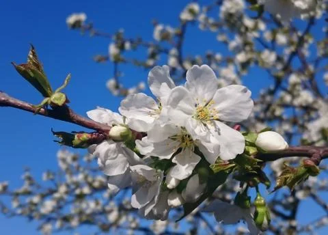 Cherry buds 스톡 사진