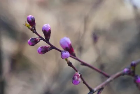 Cherry buds Stock Photos