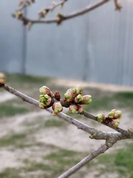 Cherry buds in spring close-up Stock Photos