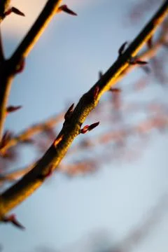 Cherry buds in spring sunshine Stock Photos