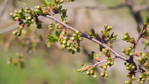 Cherry buds in the wind Stock Footage 153285710