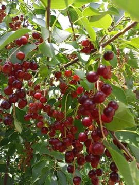 Cherry bush Stockfoto's