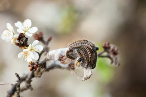 Cherry caterpillar on a blooming cherry tree Foto stock