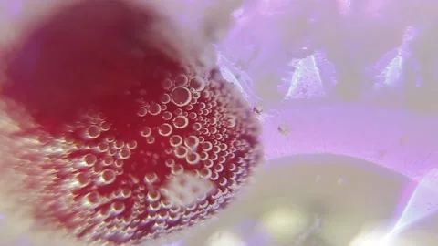 Cherry in champagne Video stock 194571010