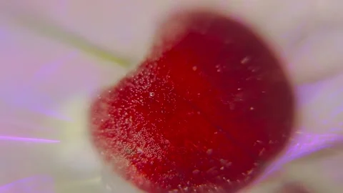 Cherry in champagne Stock Footage 194571030